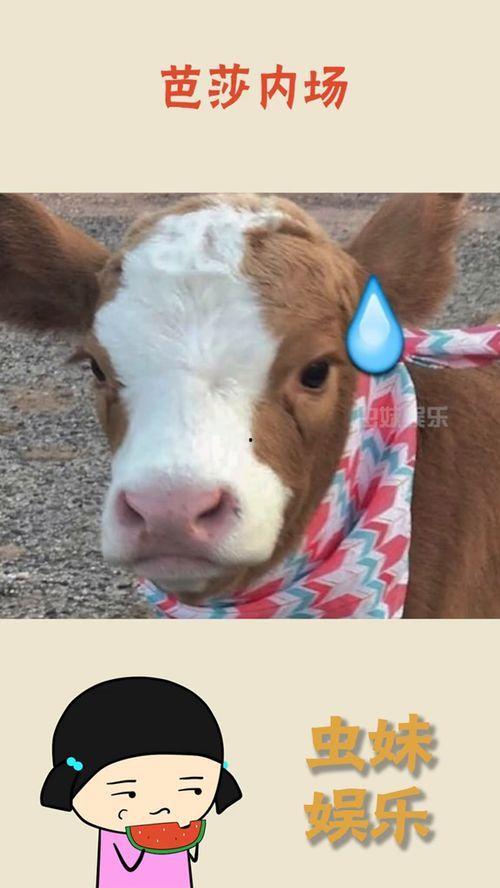 娱乐吃瓜酱抖音,娱乐吃瓜酱带你揭秘娱乐圈最新动态